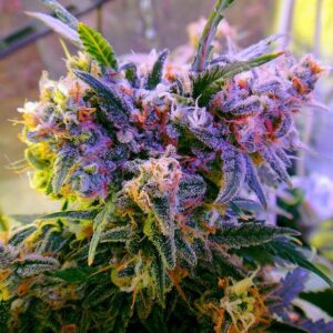 Aurora Indica Feminised Seeds - 5