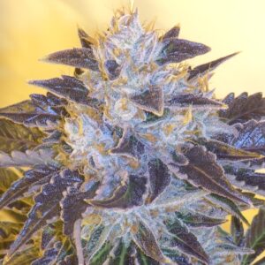 Grape OG Feminised Seeds - 6