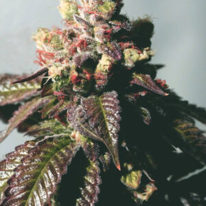 Passion Berry Feminised Seeds (Gold Collection) - 6