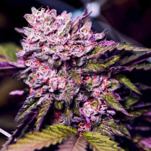 Gelato Feminised Seeds - 5