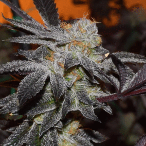 Cookies x Gorilla Auto Feminized Seeds - BULK x 100