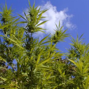 Durban Poison Feminized Seeds - BULK x 100