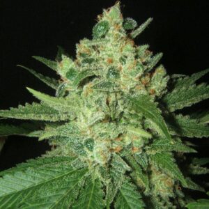 Grapefruit Feminized Seeds - BULK x 100