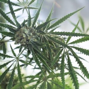 Critical Regular Seeds - BULK x 100