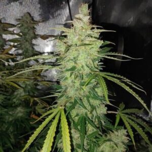 Biscotti Auto Feminized Seeds - BULK x 100