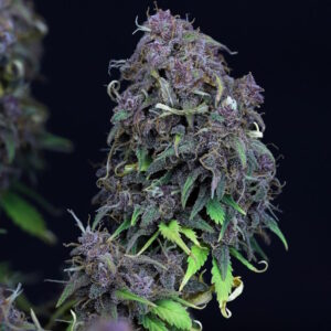 Grandaddy Purple Auto Feminized Seeds - BULK x 100