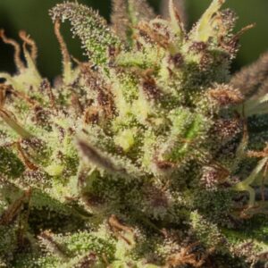 Neon Cowgirl Fast Feminized Seeds - 5
