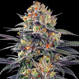 Jealous Mary Auto Feminised Seeds - 5