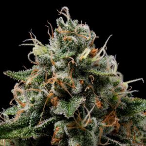 Northern Afghani Lights Regular Seeds - 11