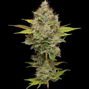Hazy Lights Regular Seeds - 11