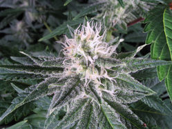 Cereal Milk Auto Feminized Seeds - BULK x 100