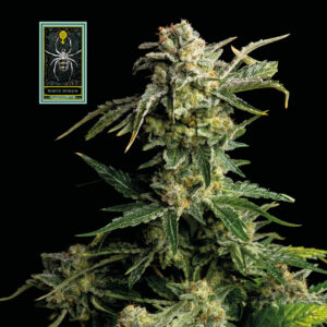White Widow Feminised Seeds - 100
