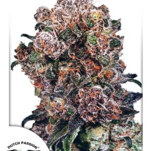 Blueberry Feminised Seeds - 5