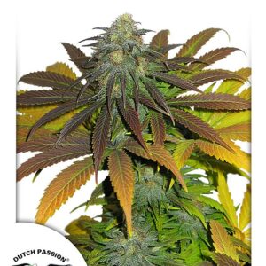 Californian Orange Feminised Seeds - 5