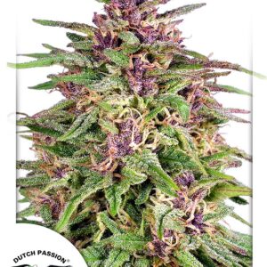 Frisian Dew Feminised Seeds - 5