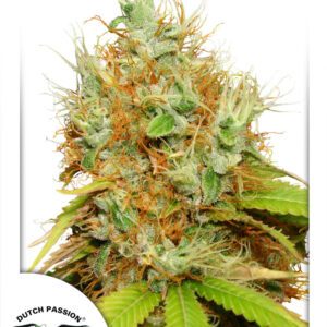 Mazar Feminised Seeds - 5