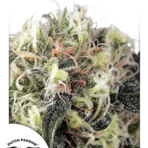 Snow Bud Feminised Seeds - 1