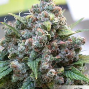 White Widow Feminised Seeds - 5
