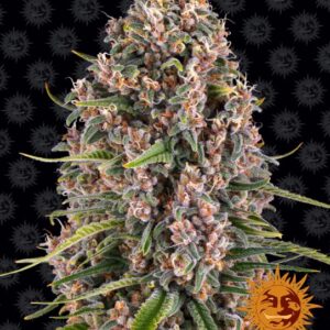 Blueberry Cheese Feminised Seeds - 5