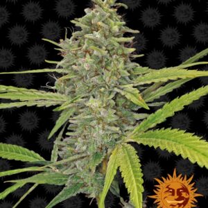 G13 Haze Feminised Seeds - 5