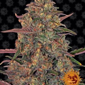 Pineapple Chunk Feminised Seeds - 10