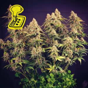 Lemon Auto Feminised Seeds - 1