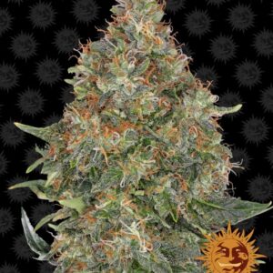 Pineapple Express Auto Feminised Seeds - 1
