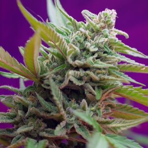 Black Jack Auto Feminised Seeds - 3
