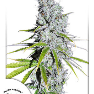 Skunk Haze CBD Feminised Seeds - 3