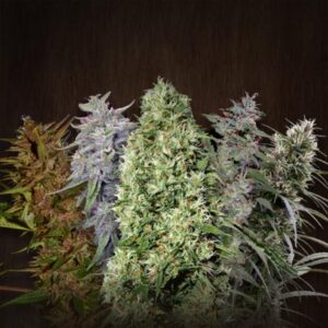 ACE Mix Regular Seeds - 5