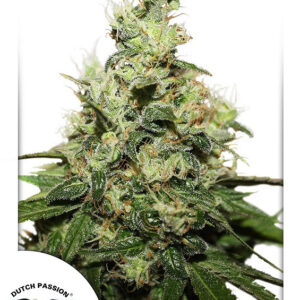 Kush CBD Feminised Seeds - 3