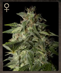 Afgooey Feminised Seeds - 5