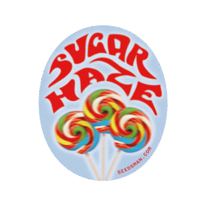 Sugar Haze Regular Seeds - 10