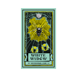 White Widow Regular Seeds - 10