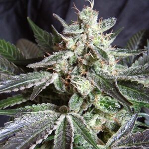 Black Jack F1 FAST Version Feminised Seeds - 3