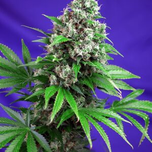 Killer Kush F1 FAST Version Feminised Seeds - 3