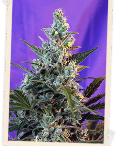 Sweet Skunk F1 FAST Version Feminised Seeds - 3