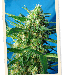 NYC Diesel Auto (formerly Ice Cool Auto) Feminised Seeds - 3