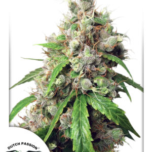 Euforia Auto Feminised Seeds - 7