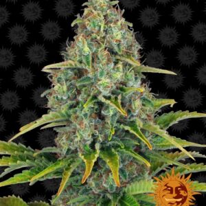 Blueberry Cheese Auto Feminised Seeds - 3