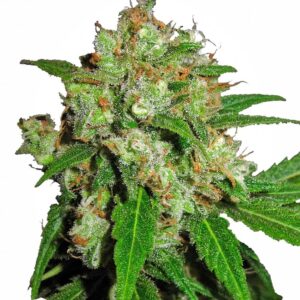 Sensi Skunk Feminised Seeds - 5