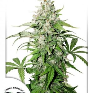 Cinderella Jack Auto Feminised Seeds - 7