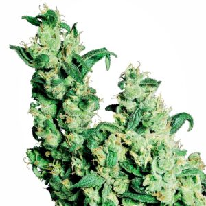 Jack Herer Feminised Seeds - 5