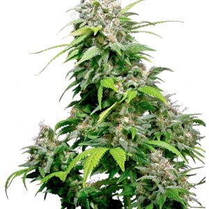 California Indica Feminised Seeds - 5