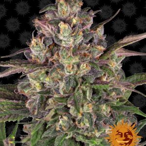 Peyote Critical Feminised Seeds - 3