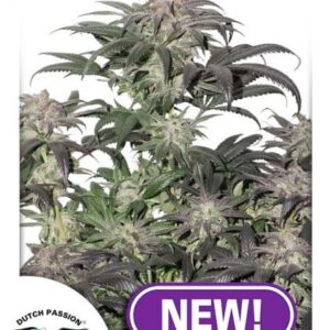 Bubba Island Kush Feminised Seeds - 5