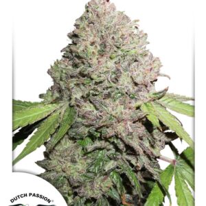 Charlotte's Angel CBD Feminised Seeds - 3