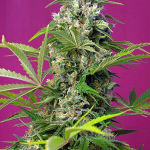 Gorilla Girl Feminised Seeds - 3