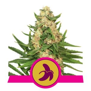 Fat Banana Feminised Seeds - 3