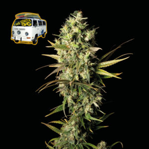 The White OG Feminised Seeds - 1